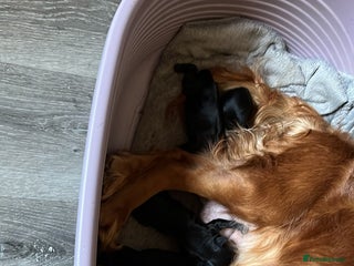 Cockerdor dogs 5 beautiful cockerdor puppies - Advert 4