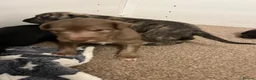 Bedlington Terrier dogs for sale: Bedy/whip pups - Advert 11