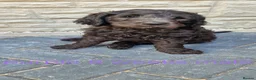 Goldendoodle dogs for sale: F1B Rare black standard Goldendoodle North Wales  - Advert 18