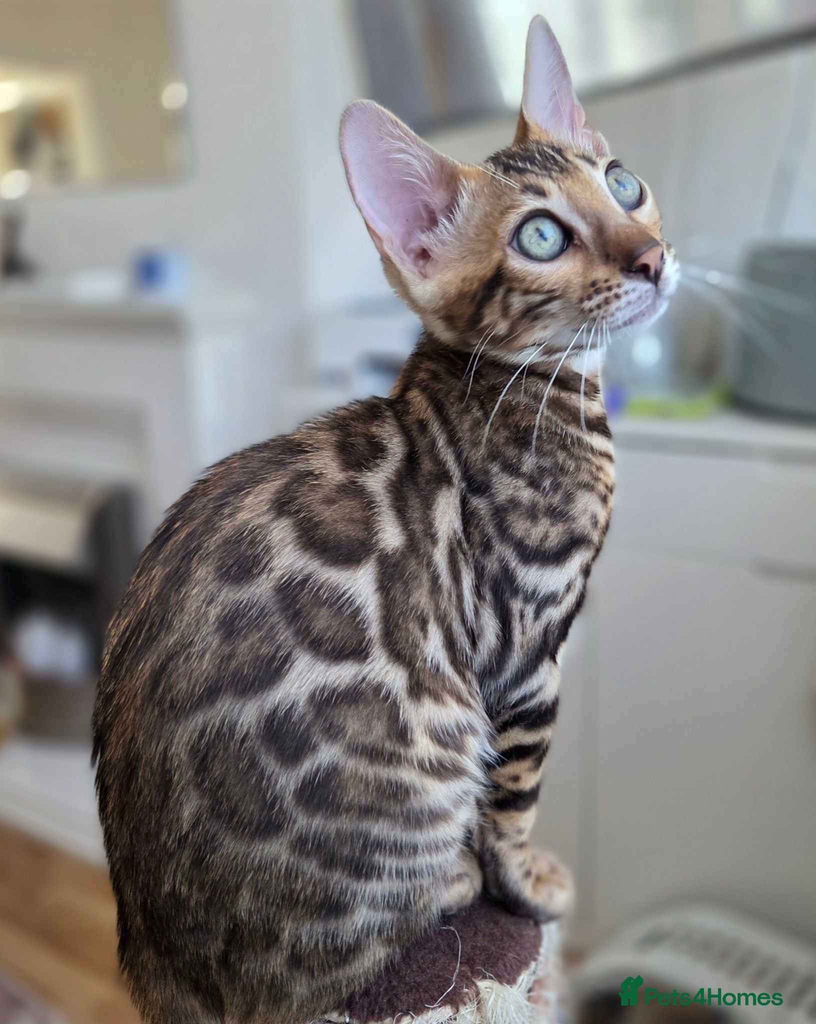 Bengal cats Ready now - pure Bengal TICA registered. - Advert 12