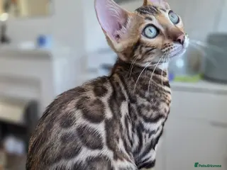 Bengal cats Ready now - pure Bengal TICA registered. - Advert 12