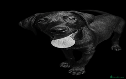 Labrador Retriever dogs for sale: Stunning litter of Black Labrador puppies  in Lydbury North - Image 10