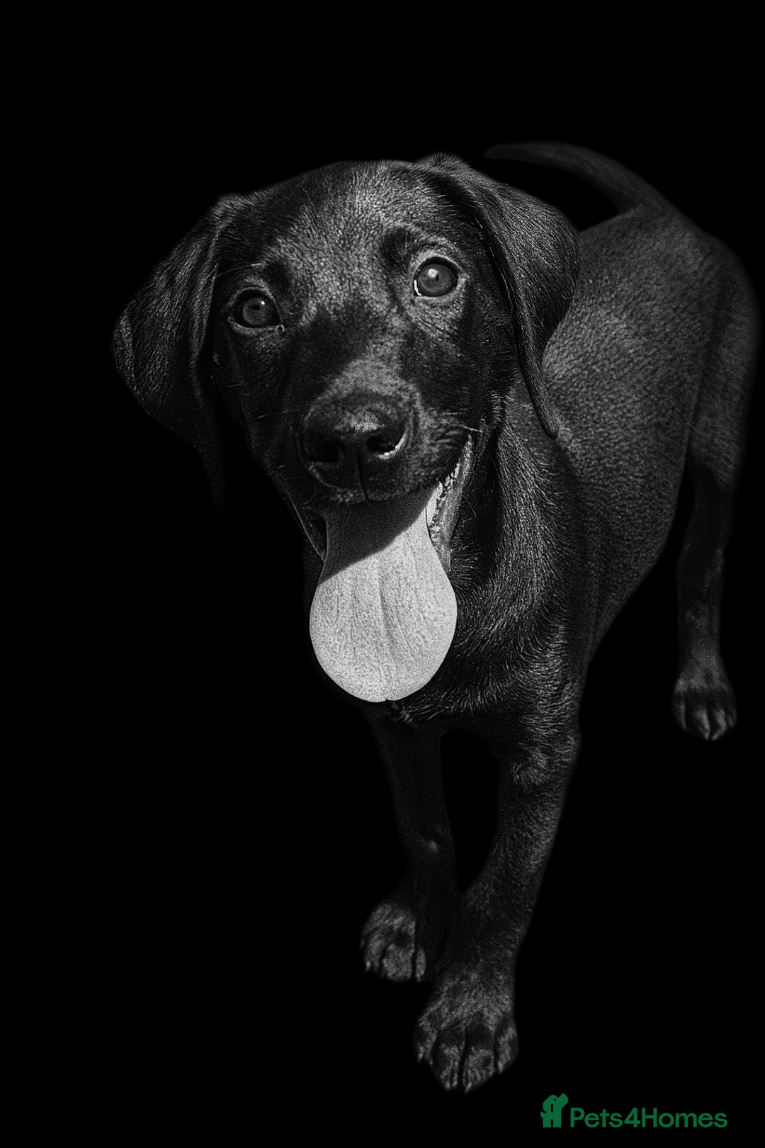 Labrador Retriever dogs for sale: Stunning litter of Black Labrador puppies  in Lydbury North - Image 10