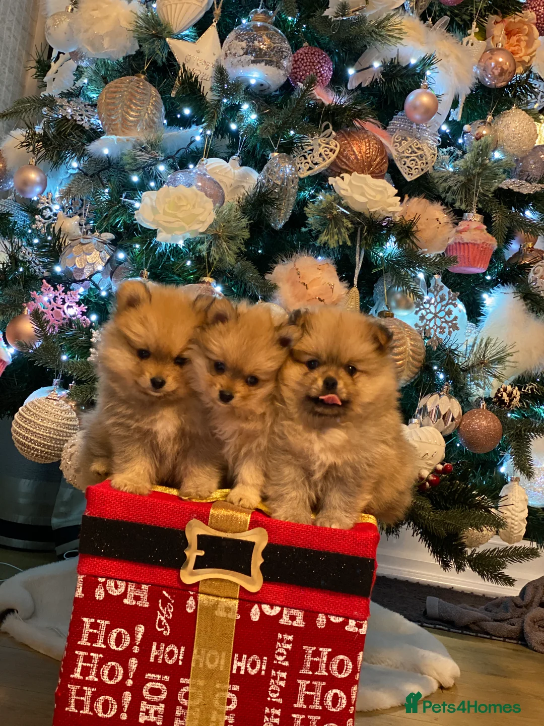 Pomeranian dogs for stud: Exceptional Proven Champion Line Pomeranian Stud  in Ebbw Vale - Advert 17