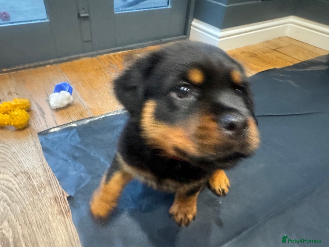 Rottweiler dogs for sale: Rottweiler chunky Puppies *READY TO LEAVE* - Image 24