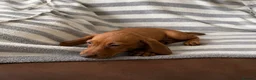 Dachshund dogs for sale: Dachsund puppies in Hull - Advert 5