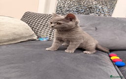 British Shorthair cats for sale: British Shorthair kittens and Mum for sale - Image 28