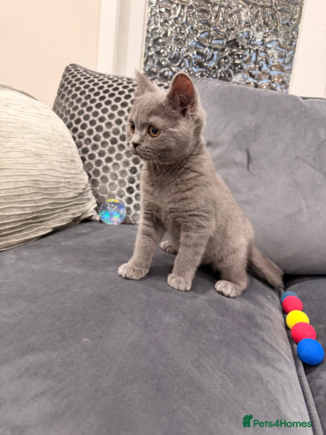British Shorthair cats for sale: British Shorthair kittens and Mum for sale - Image 28