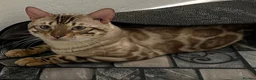 Bengal cats for sale: Tica registered bengals  in Chatham - Advert 16
