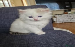 Mixed Breed cats for sale: Rare Norwegian Forest ×Ragdoll Kitten - Image 12