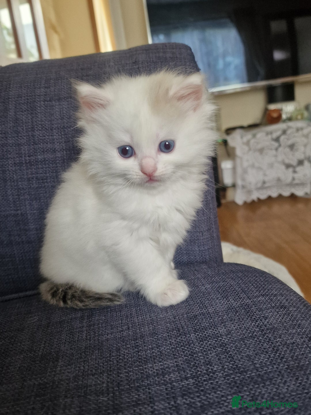Mixed Breed cats for sale: Rare Norwegian Forest ×Ragdoll Kitten - Image 12