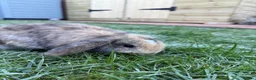 Mini Lop rabbits for sale: Mini lol rabbits - Advert 6