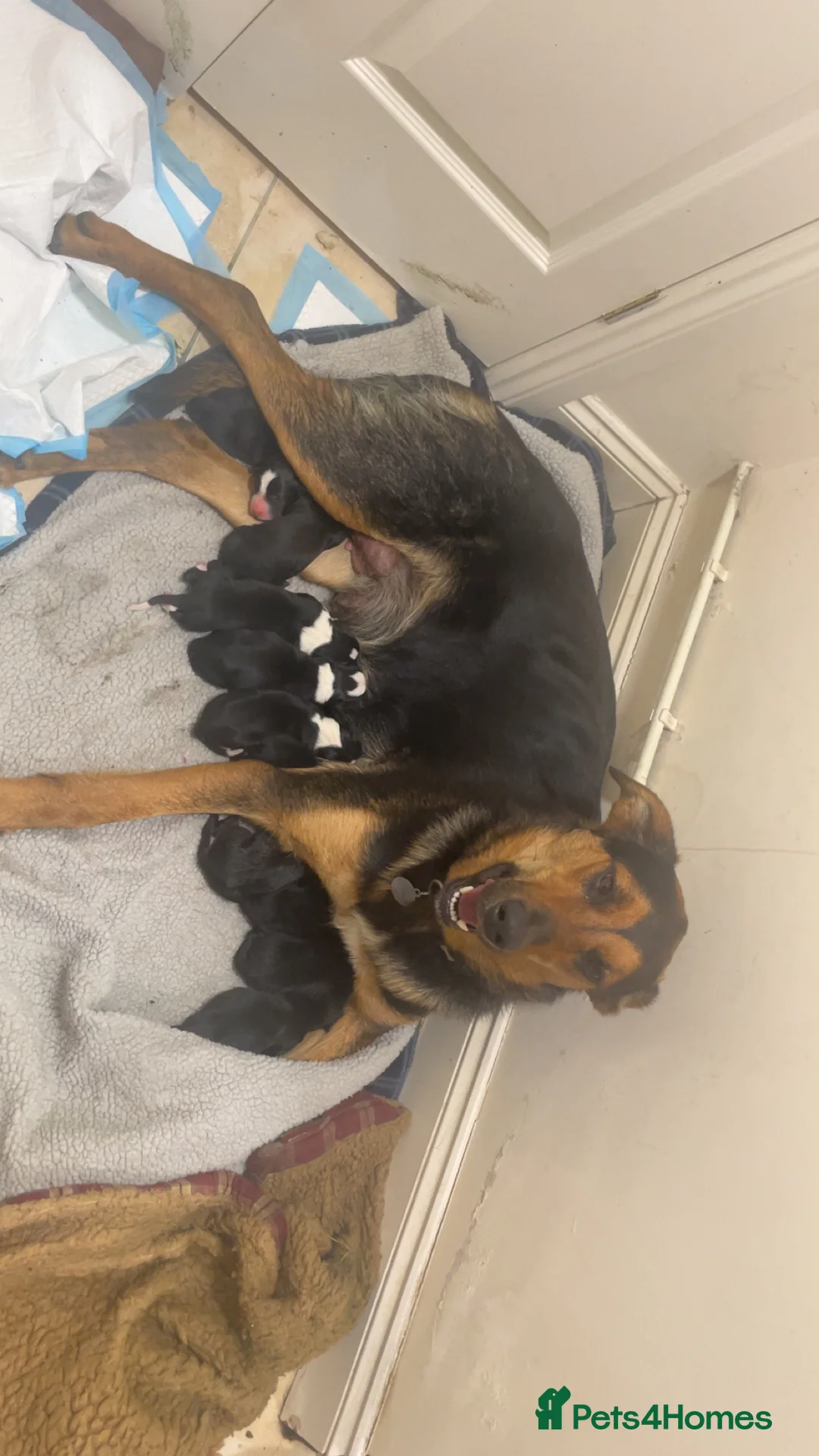 Mixed Breed dogs for sale: 5 males available from a litter of 12 in Haverfordwest - Advert 2