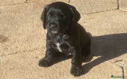 Cocker Spaniel dogs for sale: 4 stunning girl show cocker spaniels - Image 11
