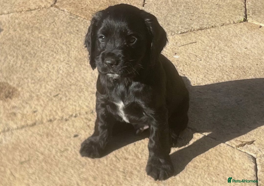 Cocker Spaniel dogs for sale: 4 stunning girl show cocker spaniels - Image 11
