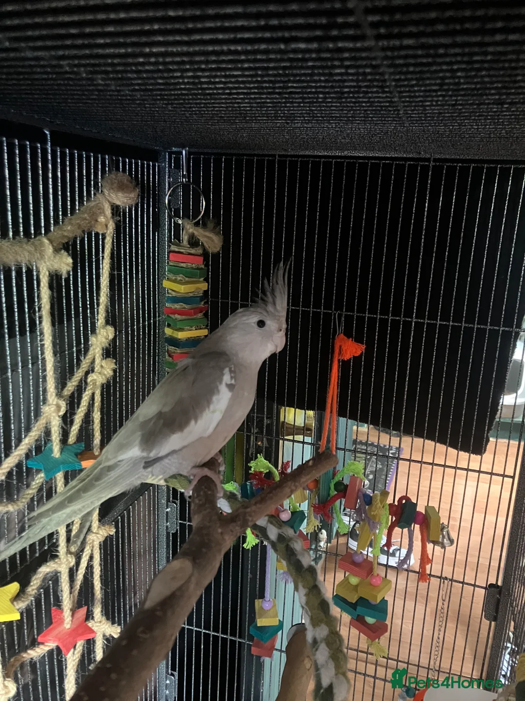 Cockatiels birds for sale: 8 month old female cinnamon pied cockatiel - Advert 8