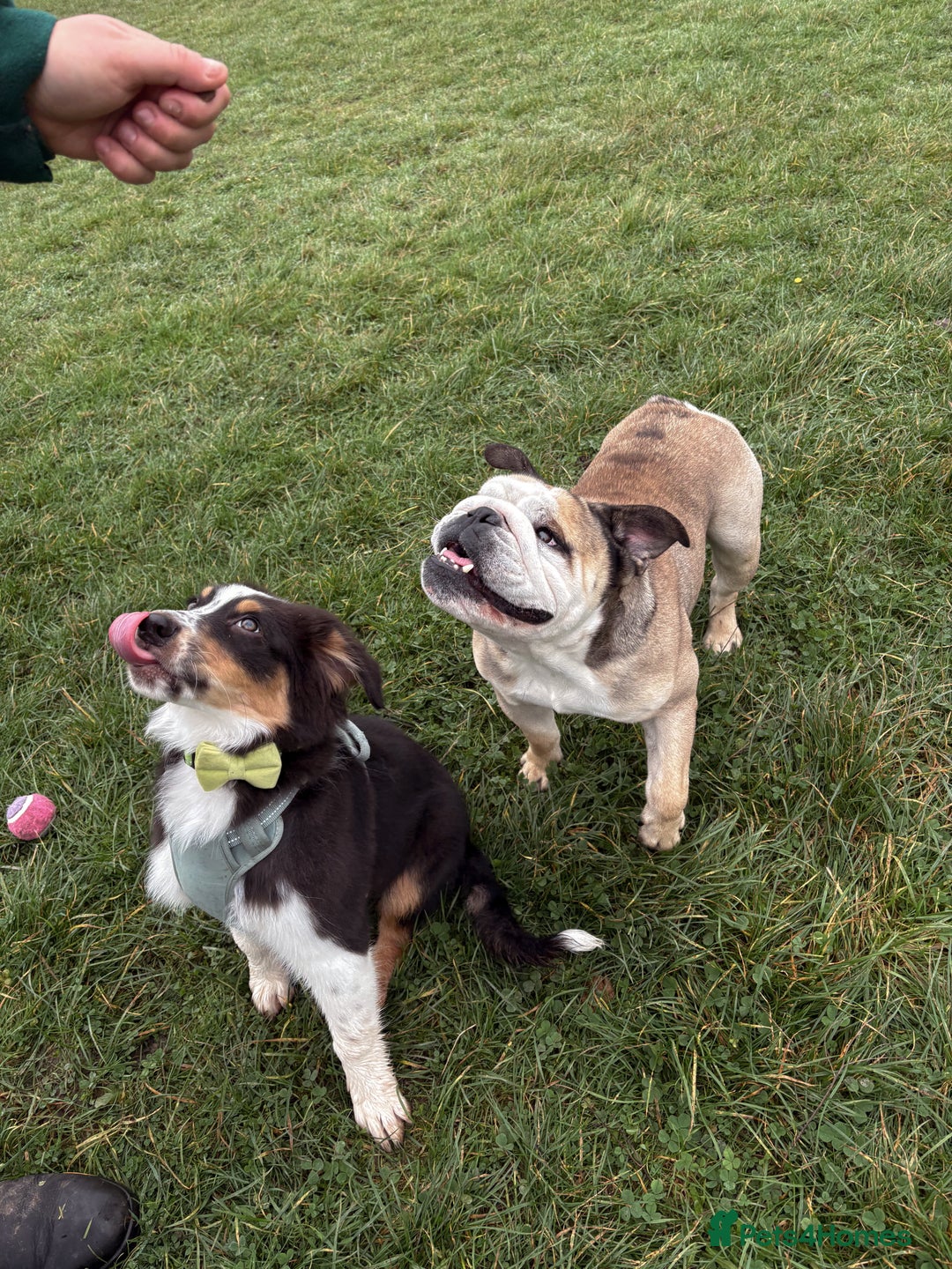 English Bulldog dogs for stud: Proven KC English Bulldog for Stud - Advert 8