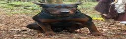 Chinese Red Dog dogs for sale: 2 CHINESE RED DOG GIRLS LEFT 🇨🇳 🐶 ( AVAILABLE ) - Advert 26