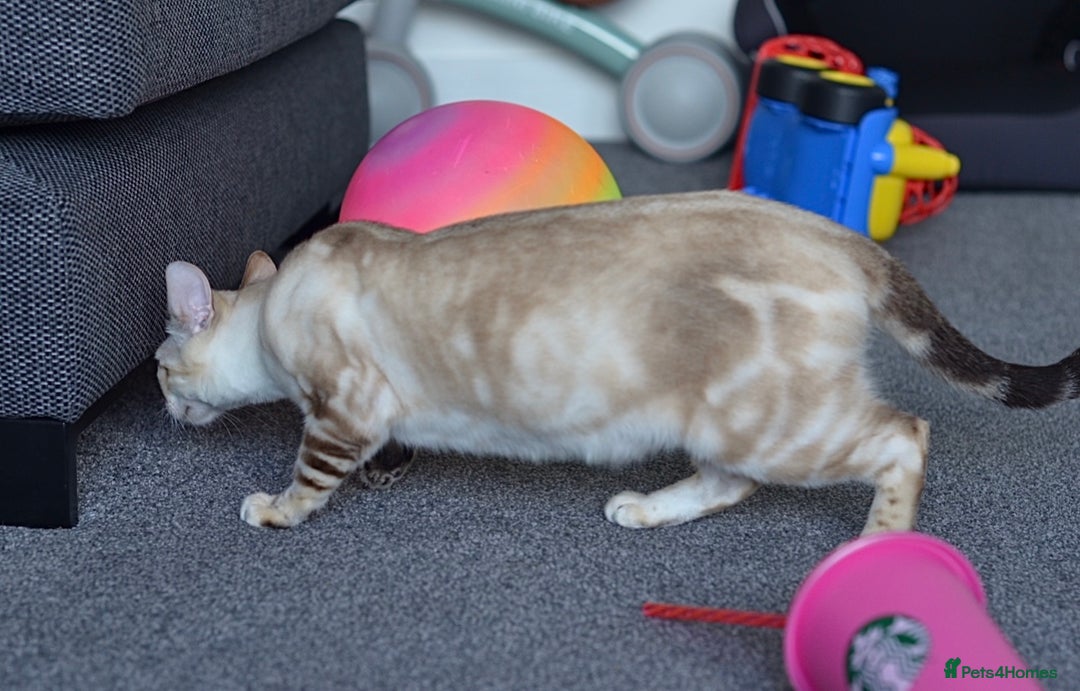 Bengal cats for sale: 🧬LIMITED BENGAL KITTENS DUE JAN🧬 - Advert 3