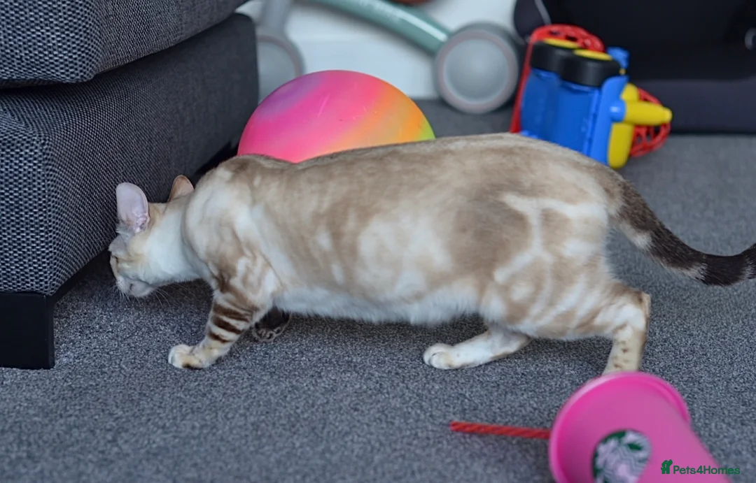 Bengal cats for sale: 🧬LIMITED BENGAL KITTENS🧬 2 females left - Advert 6