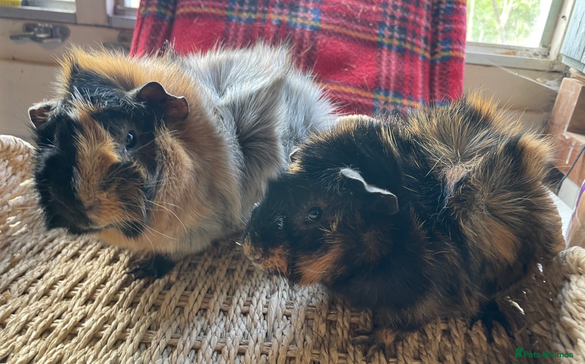 Guinea Pig rodents Beautiful Abyssinian Guinea Pigs - Advert 2