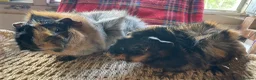 Guinea Pig rodents for sale: Beautiful Abyssinian Guinea Pigs - Advert 2