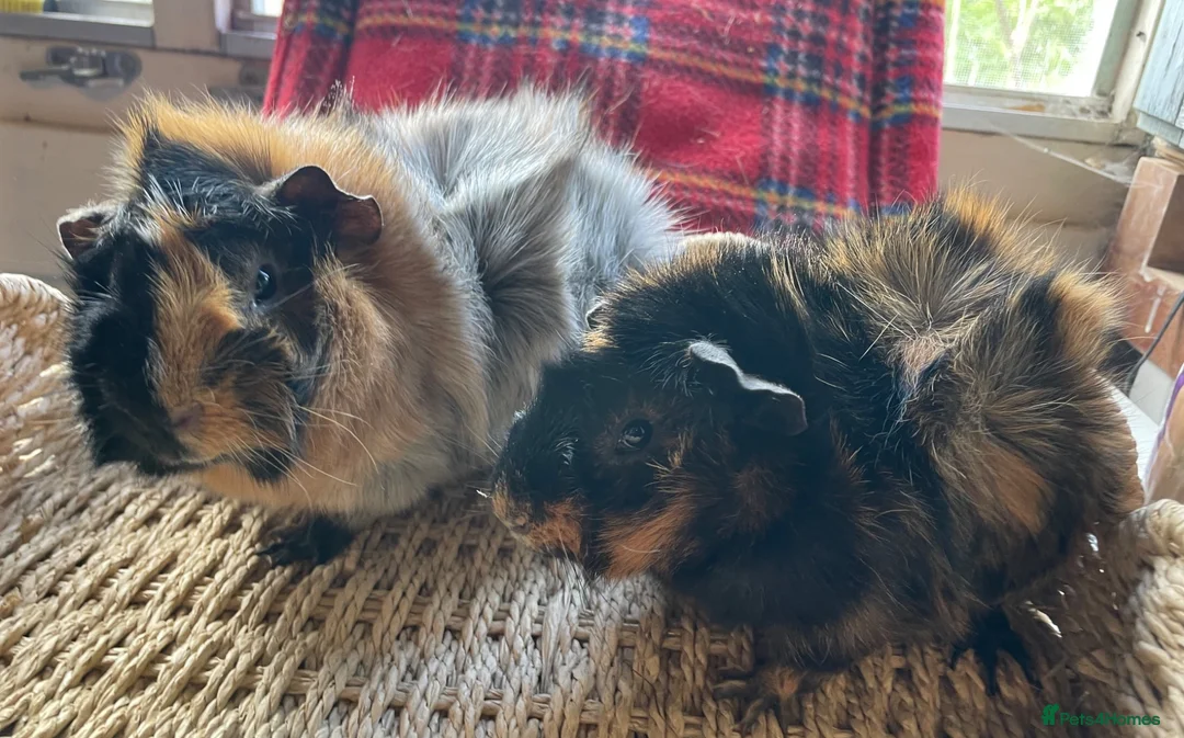 Guinea Pig rodents for sale: Beautiful Abyssinian Guinea Pigs - Advert 2
