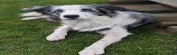 Border Collie dogs for stud: Proven tri blue Merle with two blue eyes in Darlington - Advert 4
