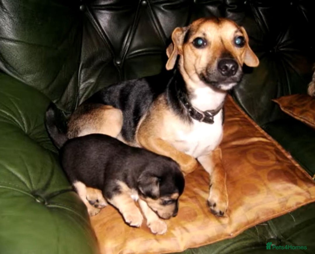 Jack Russell dogs for sale: Jack Russell puppies  - Image 11