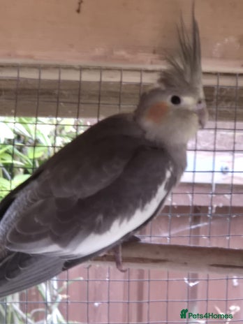 Cockatiels birds - Advert 7