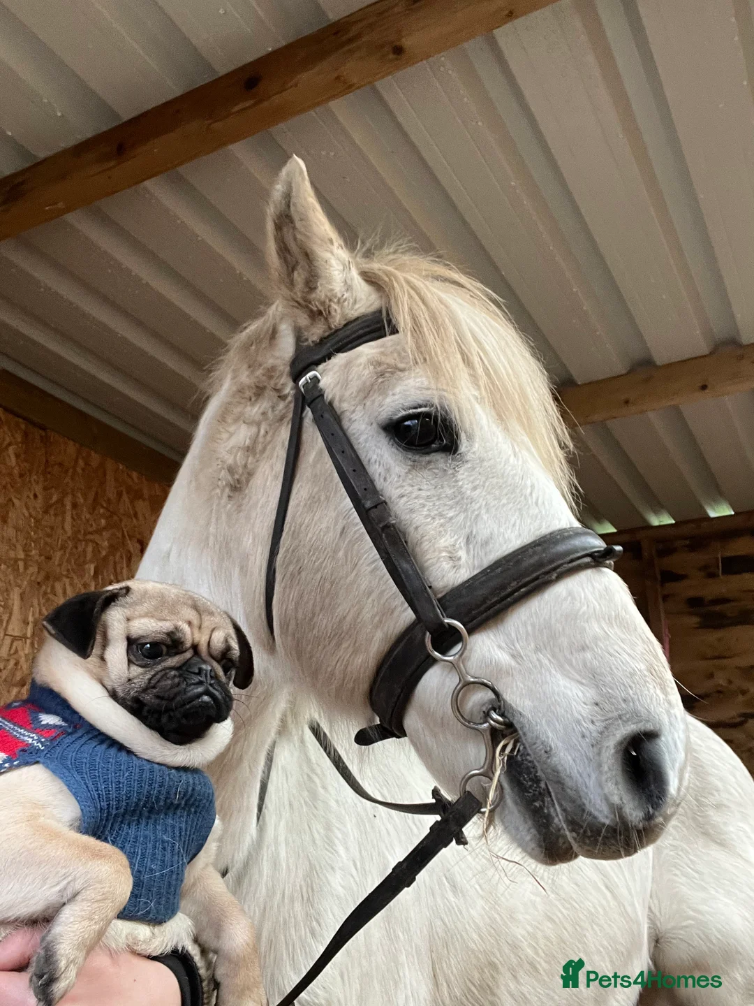Pug dogs for sale: Lovely little pug looking for new home in Christchurch - Advert 2