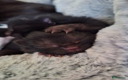 Mixed Breed cats for sale: STUNNING KITTENS  - Image 13