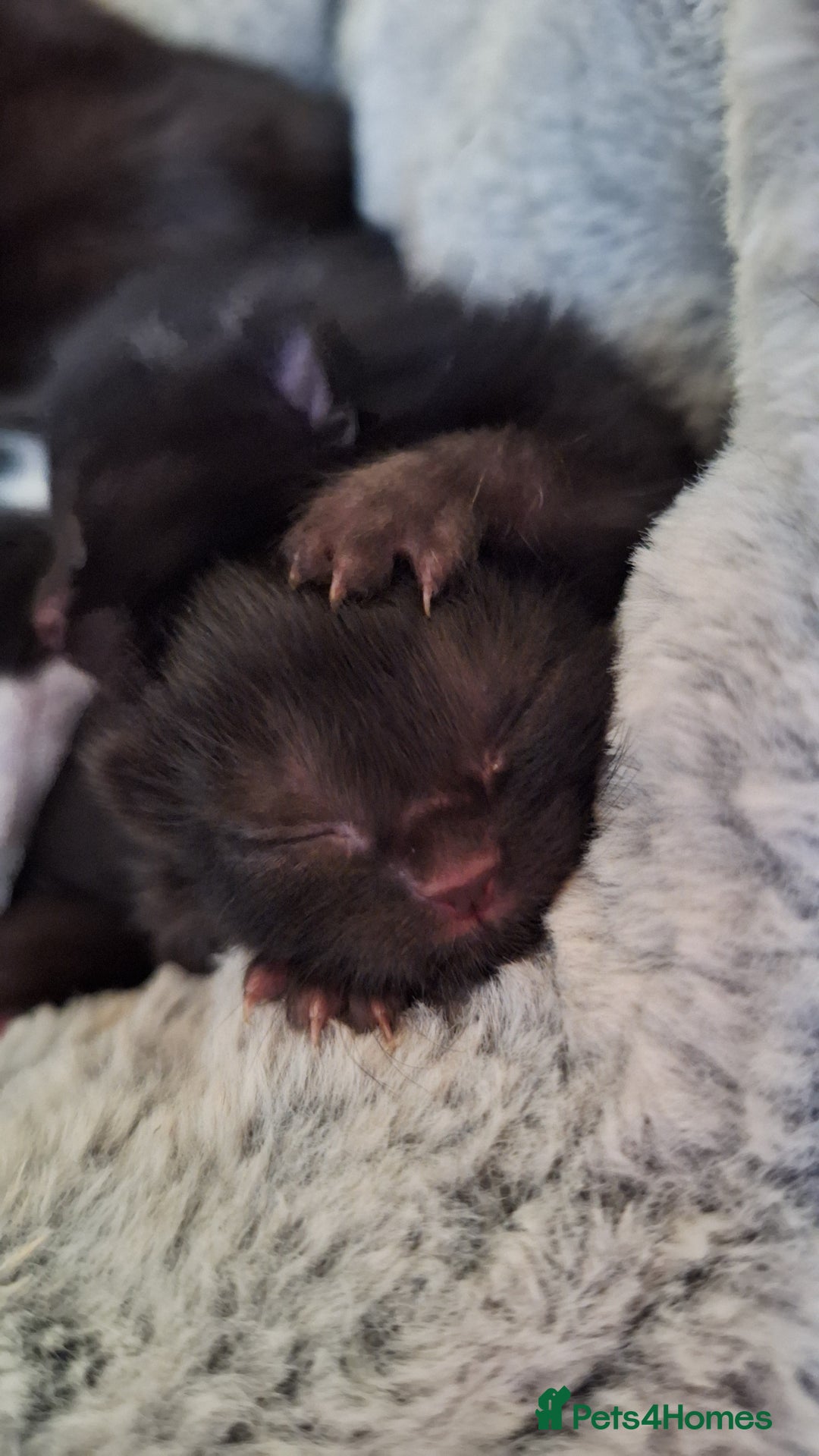 Mixed Breed cats for sale: STUNNING KITTENS  - Image 13