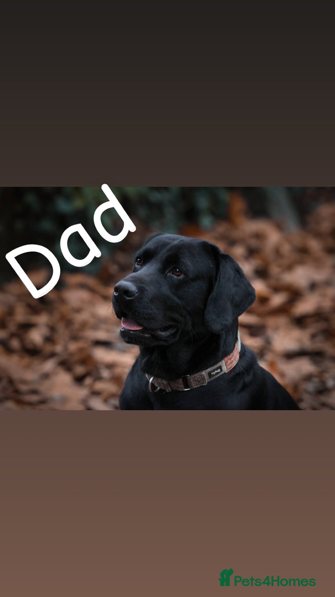 Labrador Retriever dogs for sale: Labrador Retriever Puppies for Sale 🐾 - Advert 23