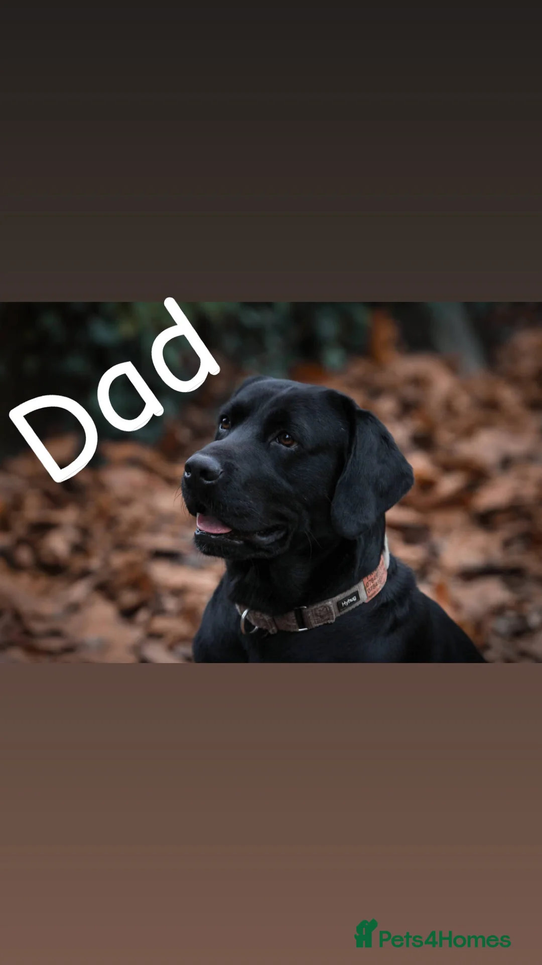 Labrador Retriever dogs for sale: Now have 5 Labrador Retriever Puppies for Sale 🐾 - Advert 8