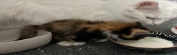 Mixed Breed cats for sale: Kitten ready now  in Derby - Advert 16