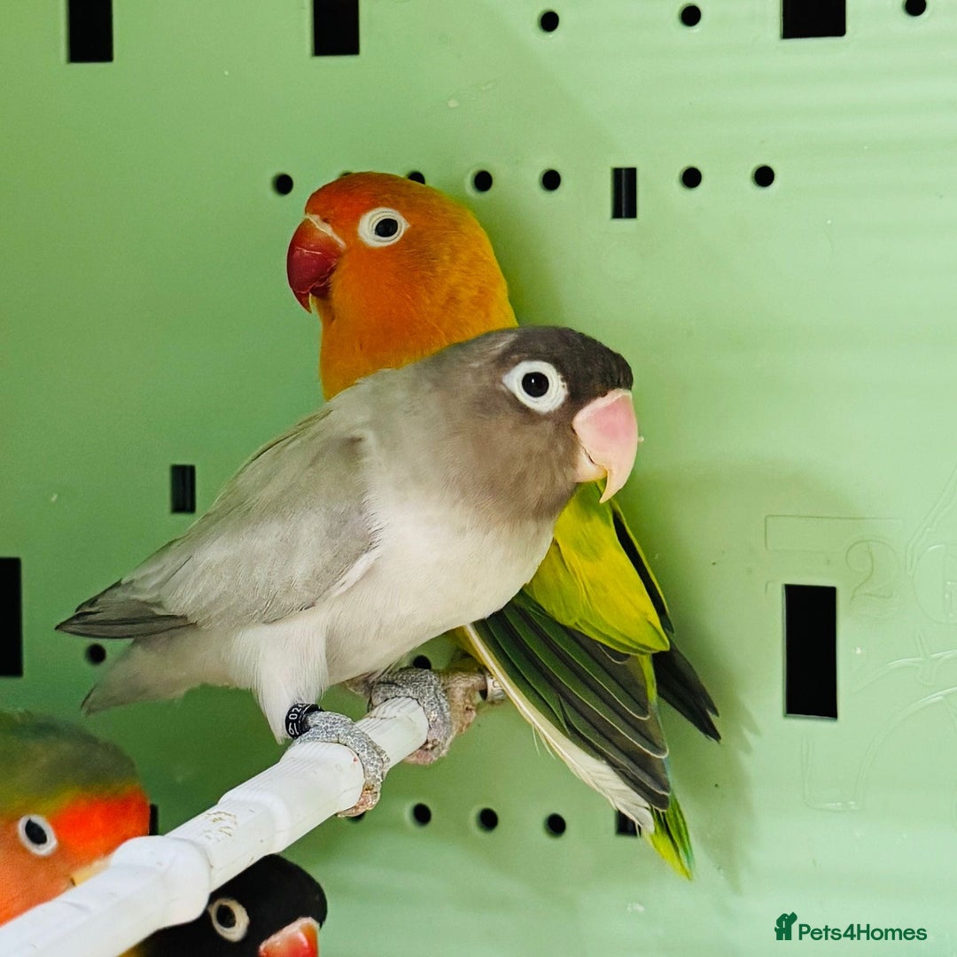 Lovebirds birds for sale: Beautiful Pair of Love Birds - Image 4