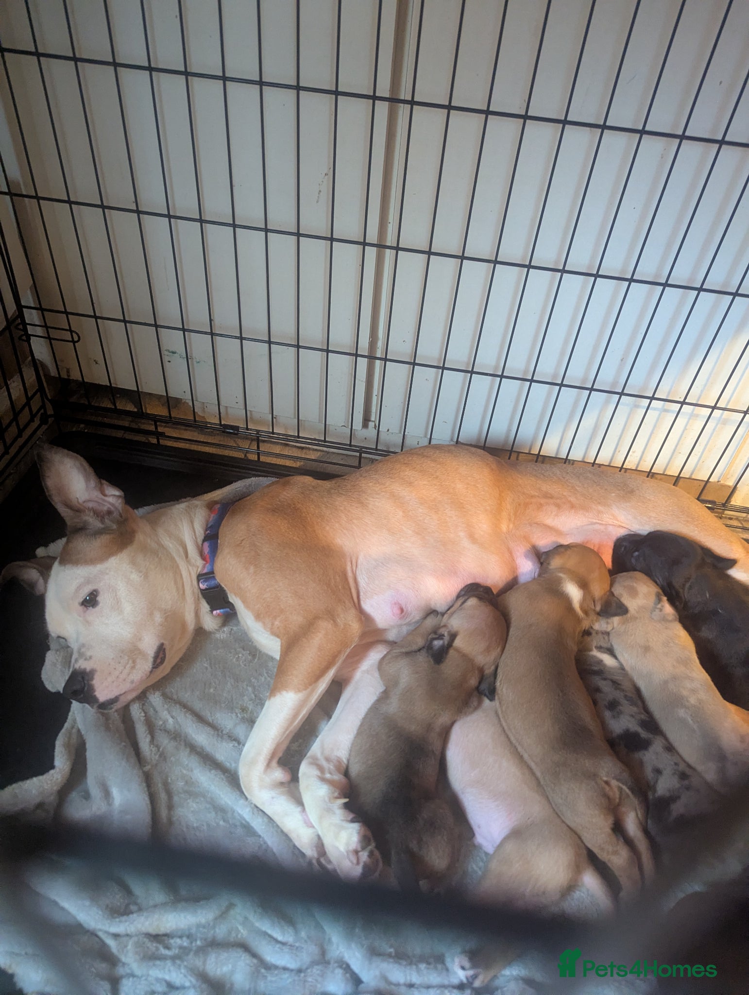 Mixed Breed dogs Litter of pups - Advert 3