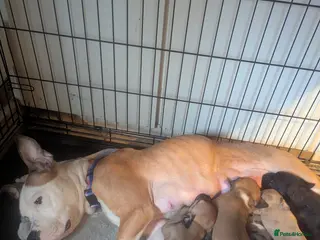 Mixed Breed dogs Litter of pups - Advert 2