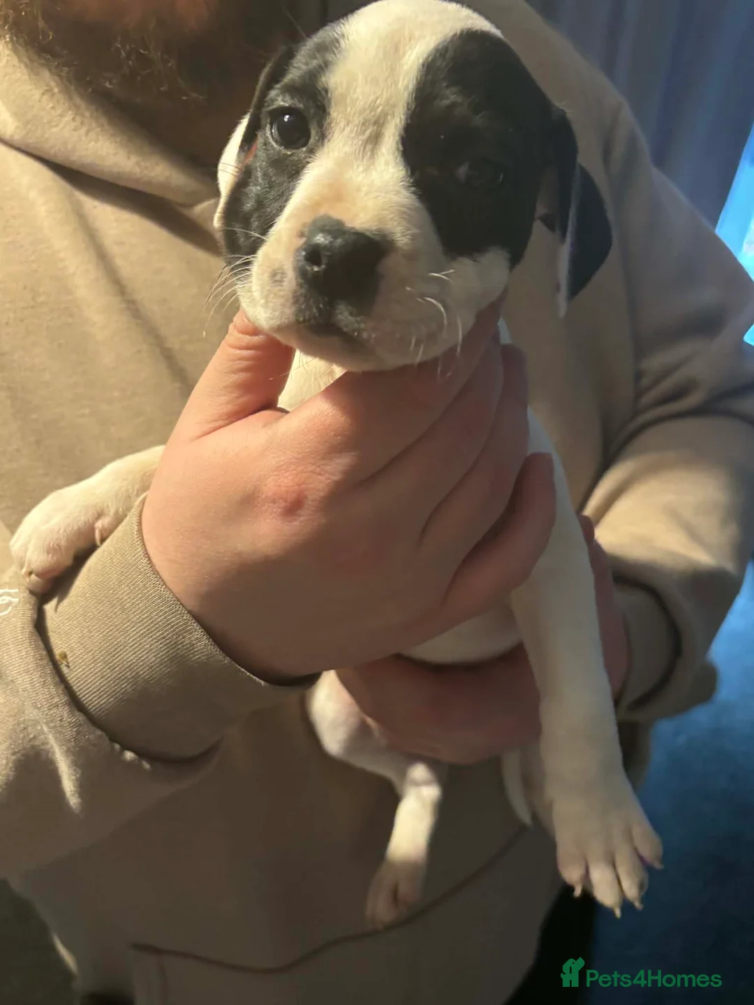 Mixed Breed dogs for sale: Bull cross staffy pups. LAST 2 GIRLS LEFT  - Advert 33