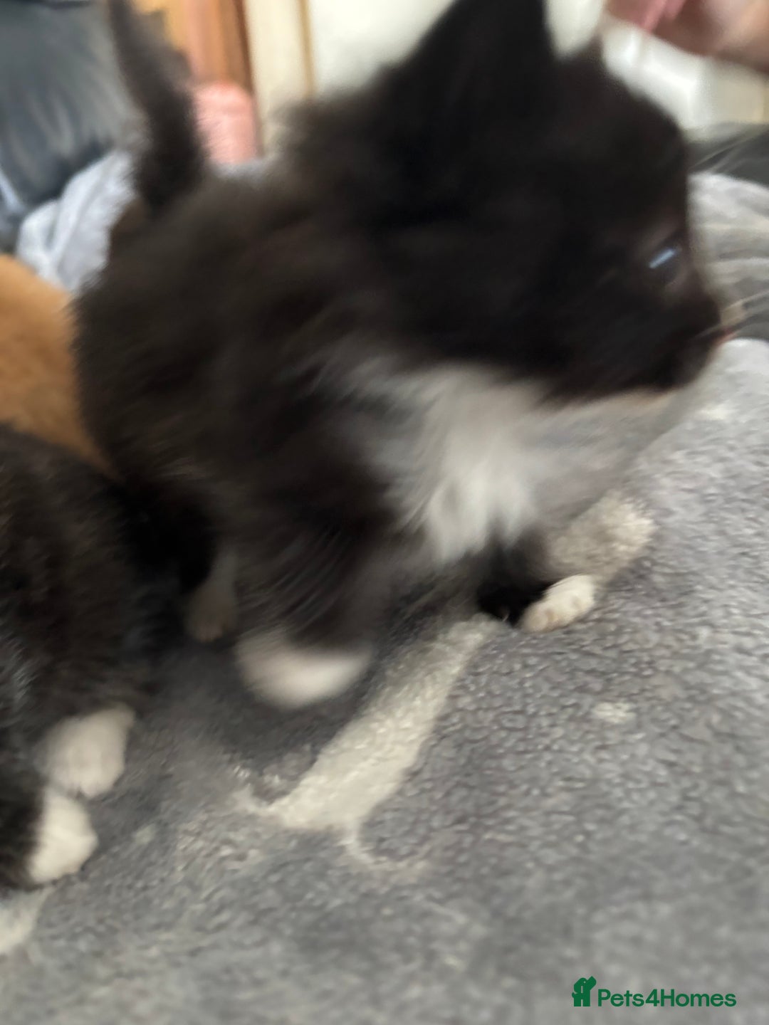 Mixed Breed cats for sale: sweet, cute kitten (Bsh X persian)  - Image 9