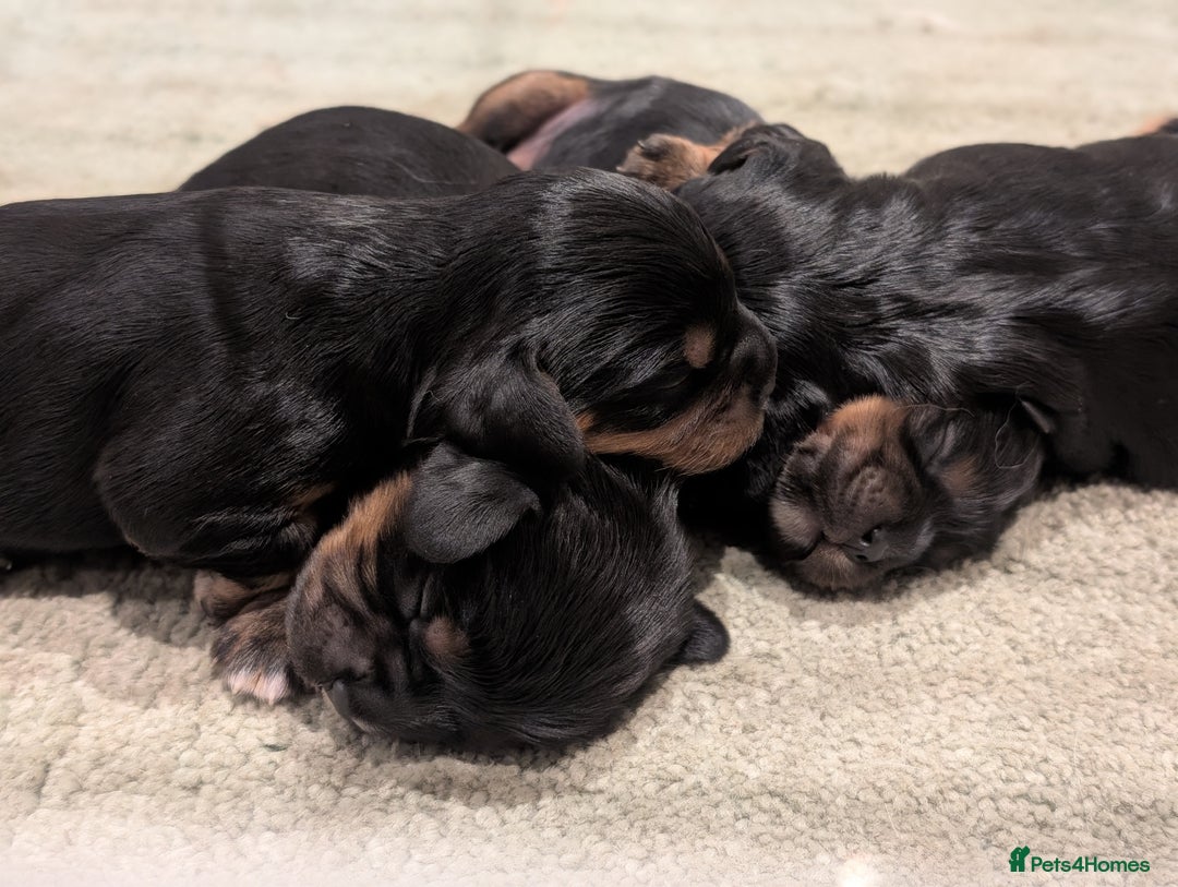 Cavalier King Charles Spaniel dogs for sale: 💖KC Registered Cavalier King Charles Spaniel Pups - Image 10