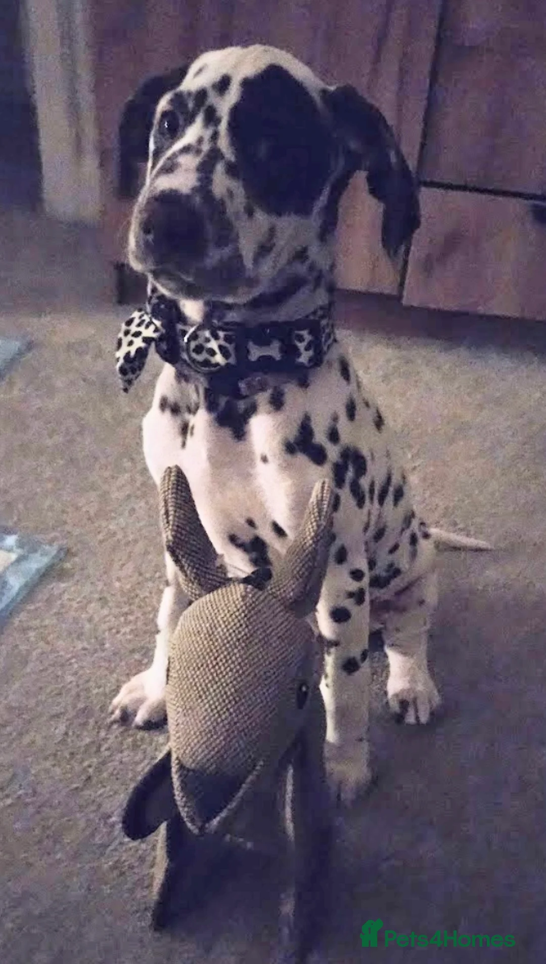 Gallery Image {{count}}