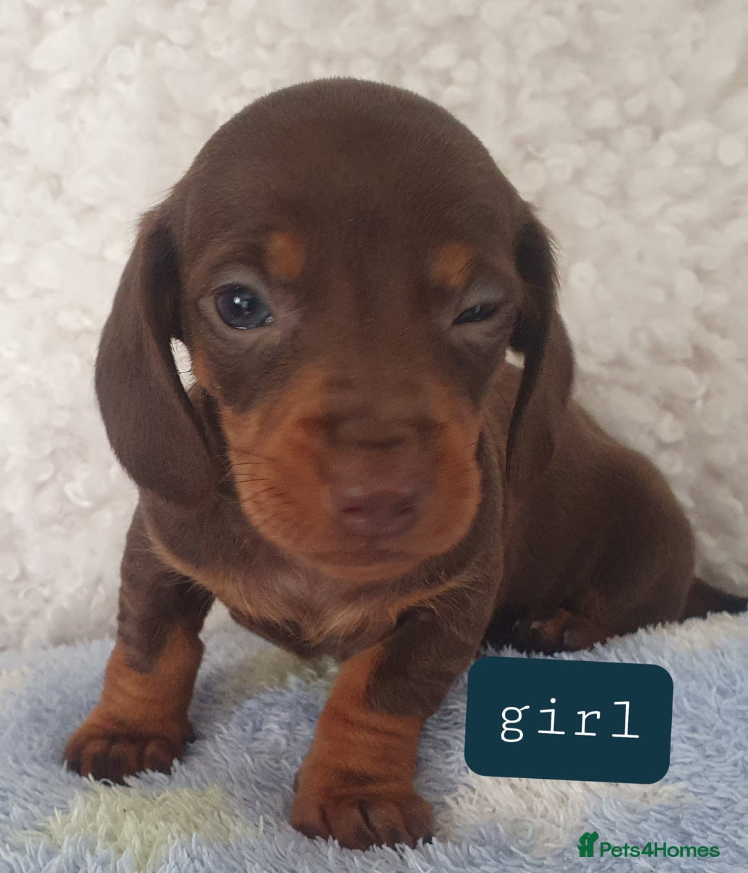Dachshund dogs for sale: dachshund - Image 4