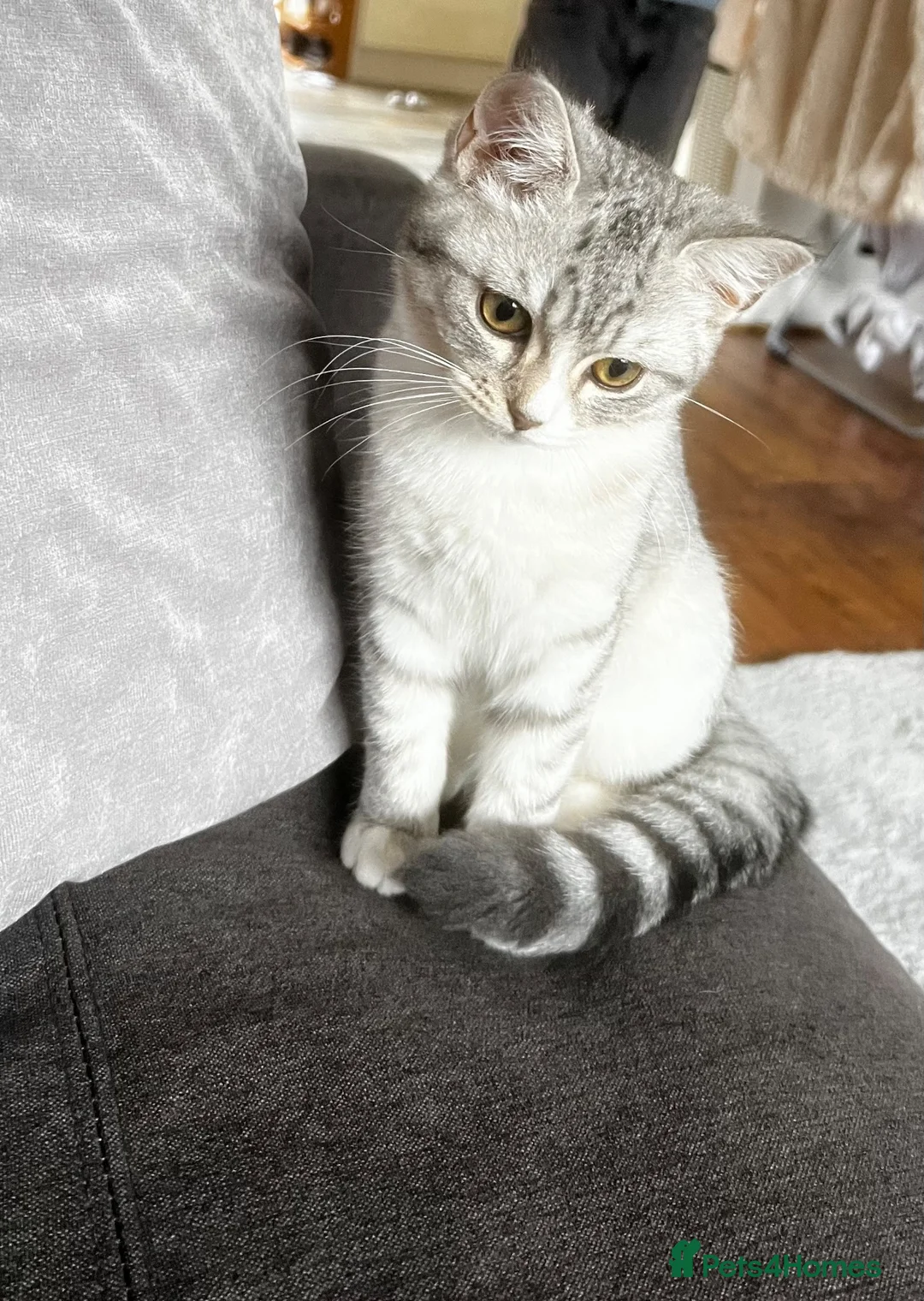 British Shorthair cats for sale: Beautiful British Shorthair&eExoticShorthair - Advert 8