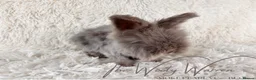Angora rabbits for sale: FULLY VACCINATED ANGORA BROTHERS  - Advert 4