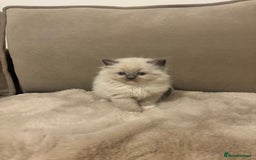 Ragdoll cats for sale: GCCF champion bloodline seal point Ragdollls - Image 13