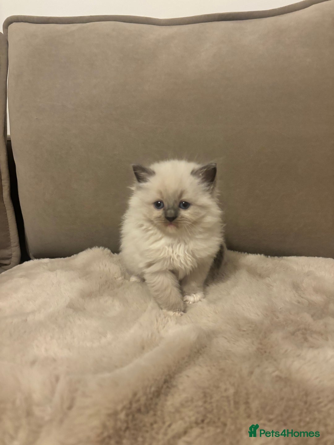 Ragdoll cats for sale: GCCF champion bloodline seal point Ragdollls - Image 13
