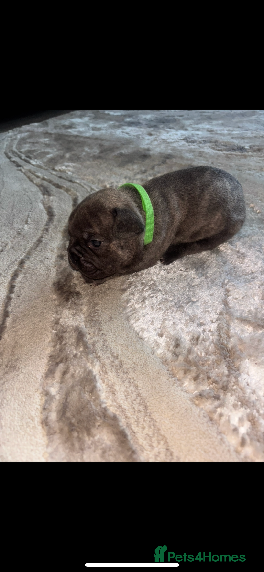 French Bulldog dogs for sale: Stunning Litter of French Bulldogs  - Image 14