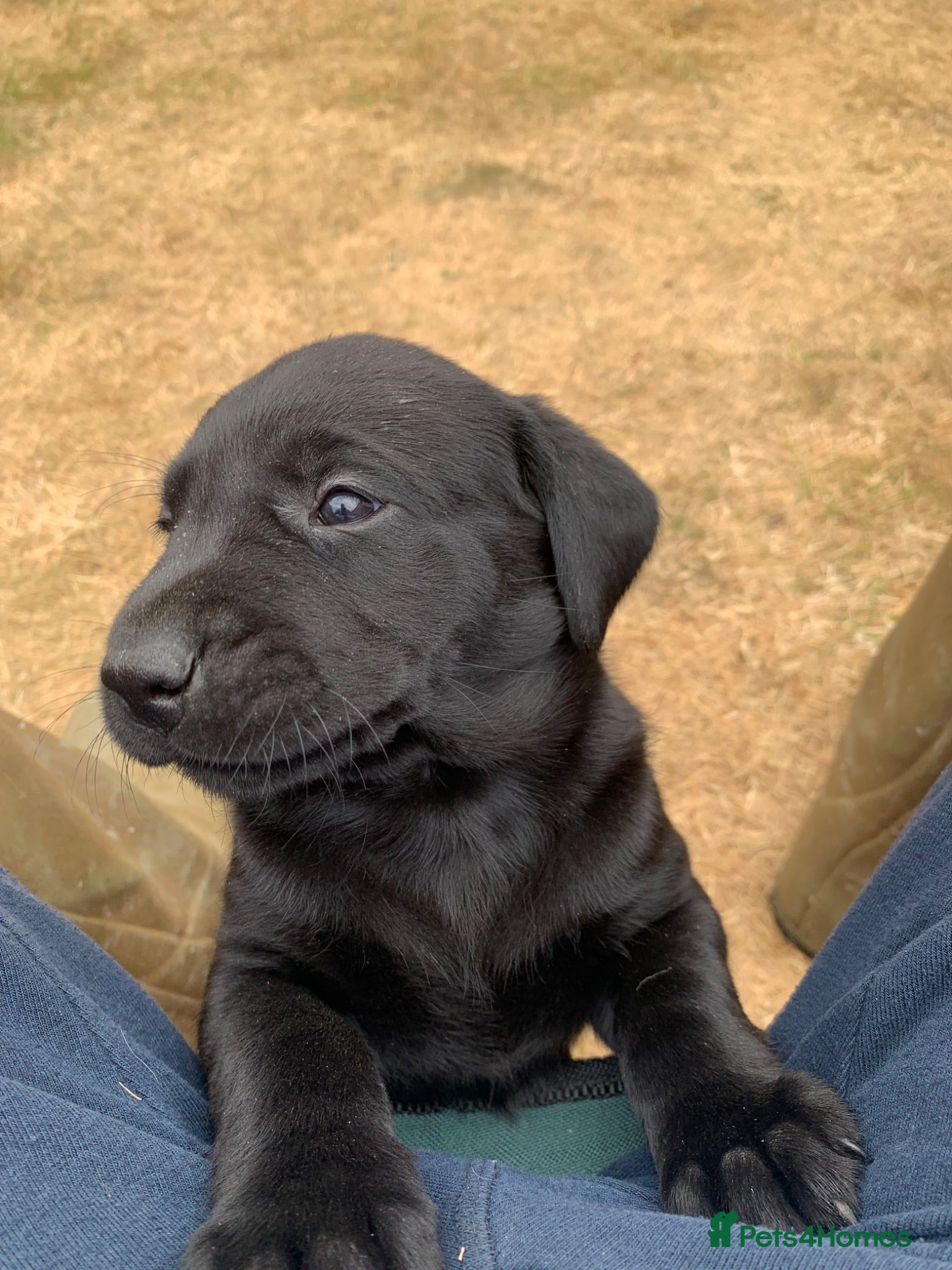 Labrador Retriever dogs KC reg Working Labrador puppies  - Advert 4
